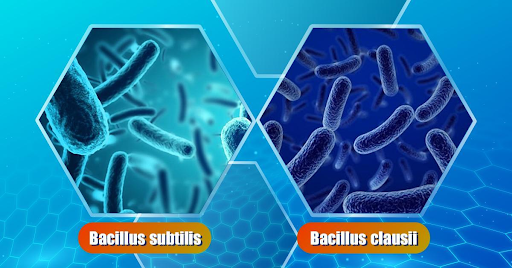 Bacillus clausii và Bacillus subtilis có tác dụng tốt trên đường hô hấp